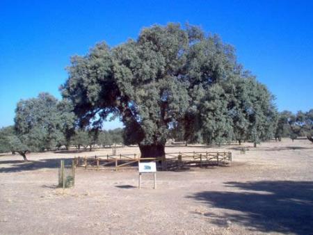 Imagen Encina Terrona: Declarada 'Árbol Singular de Extremadura'